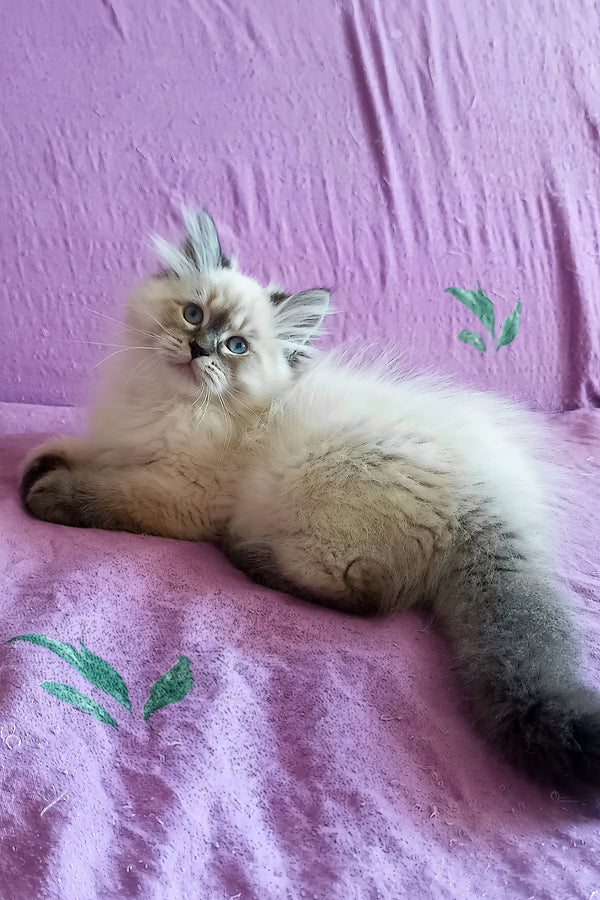 Luka | Siberian Kitten