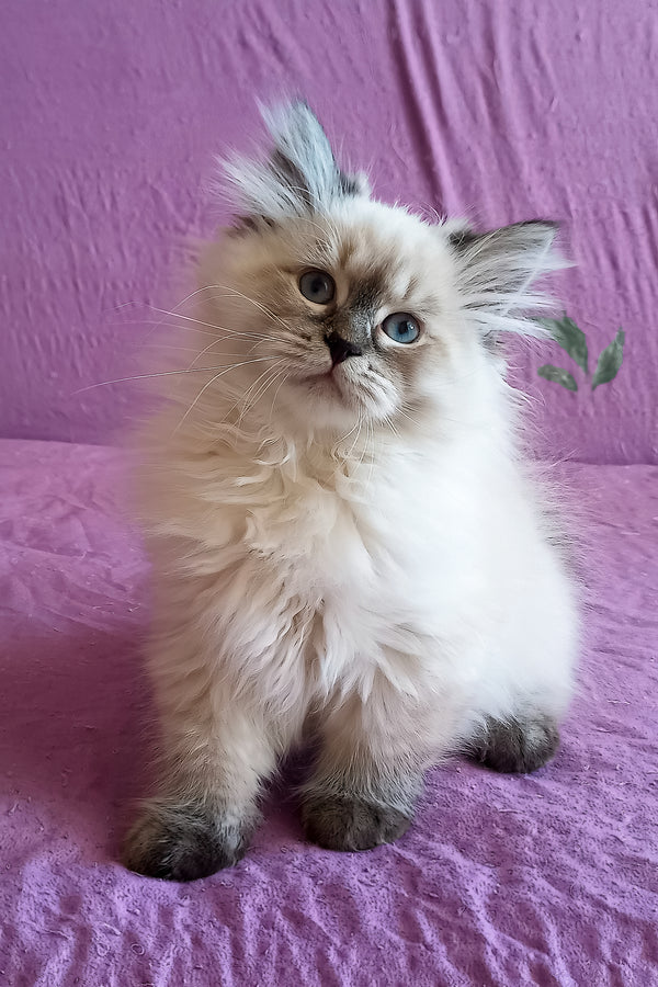 Luka | Siberian Kitten