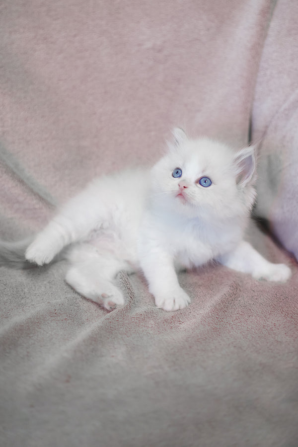 Lumi | Ragdoll Kitten