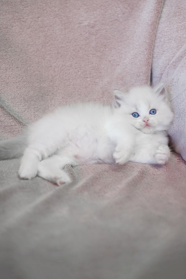 Lumi | Ragdoll Kitten