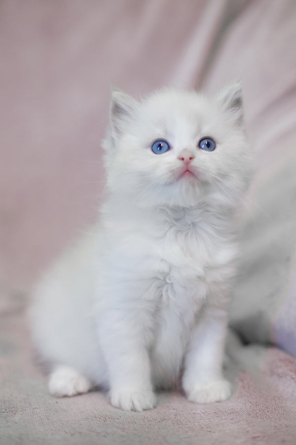 Lumi | Ragdoll Kitten