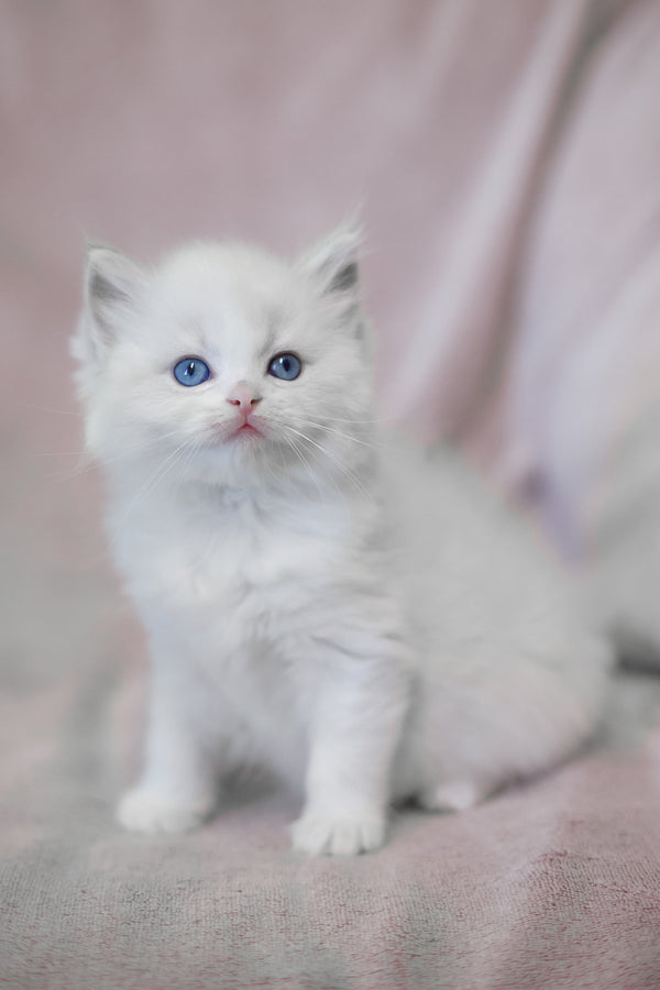 Lumi | Ragdoll Kitten