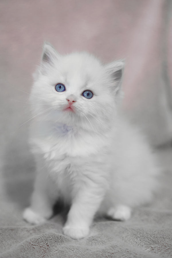 Lumi | Ragdoll Kitten