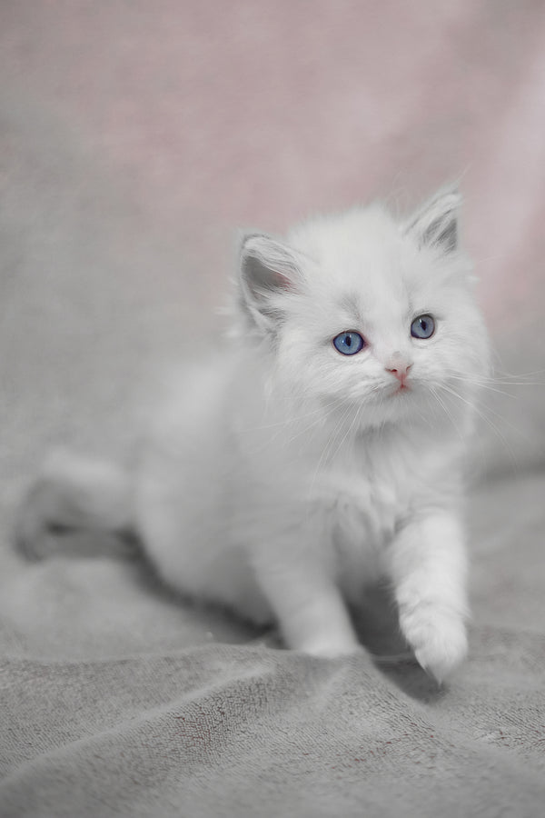 Lumi | Ragdoll Kitten