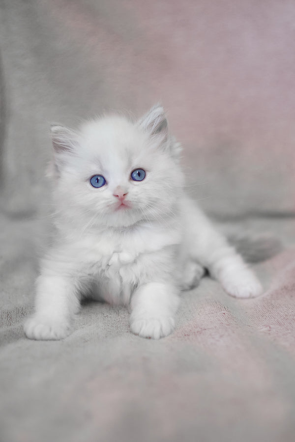 Lumi | Ragdoll Kitten