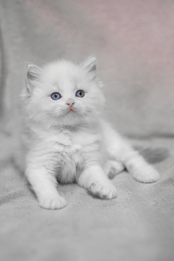 Lumi | Ragdoll Kitten