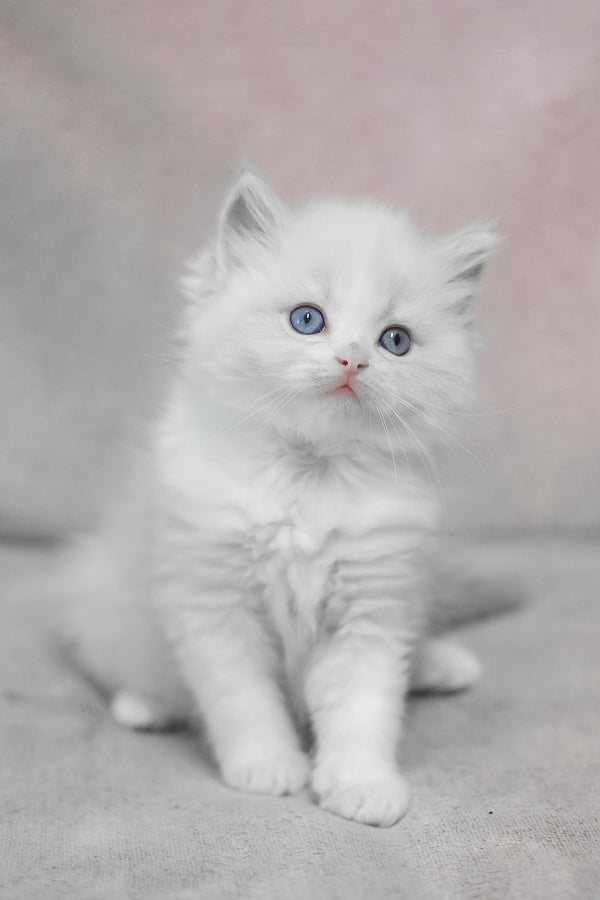 Lumi | Ragdoll Kitten
