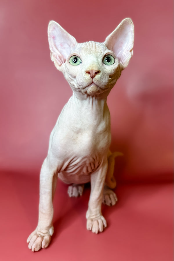 Luna | Sphynx Kitten