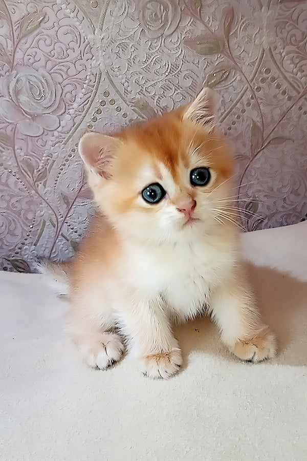 Teddy | Scottish Straight Kitten