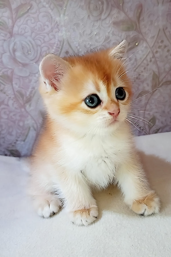 Teddy | Scottish Straight Kitten