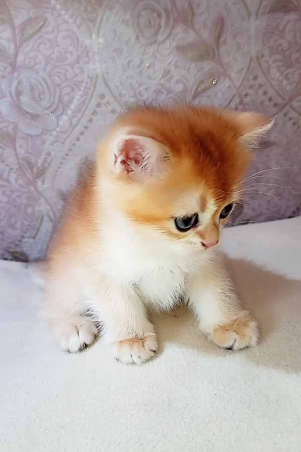 Teddy | Scottish Straight Kitten