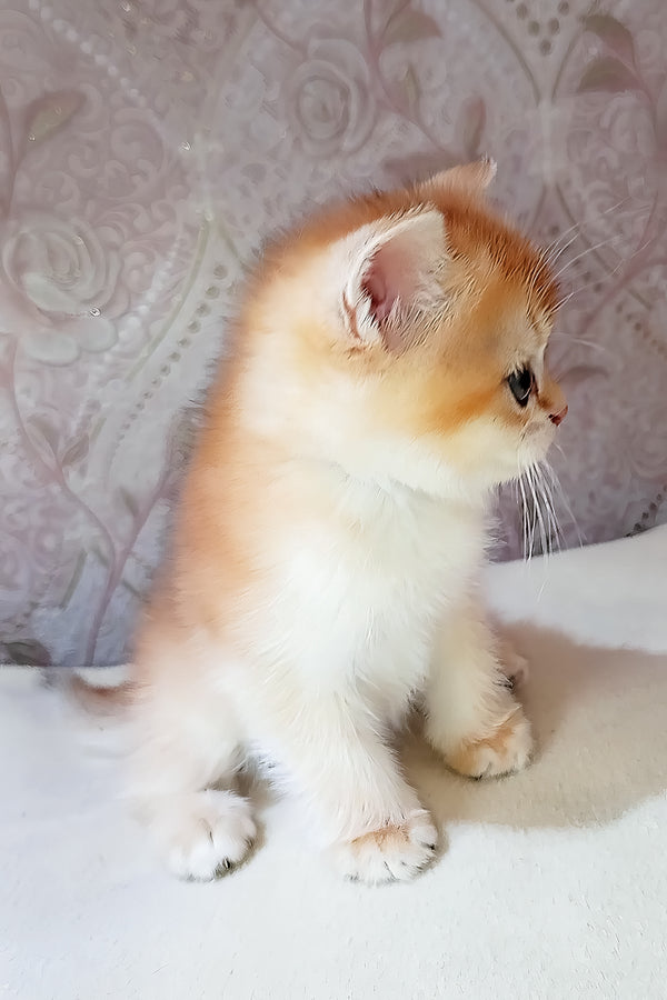 Teddy | Scottish Straight Kitten