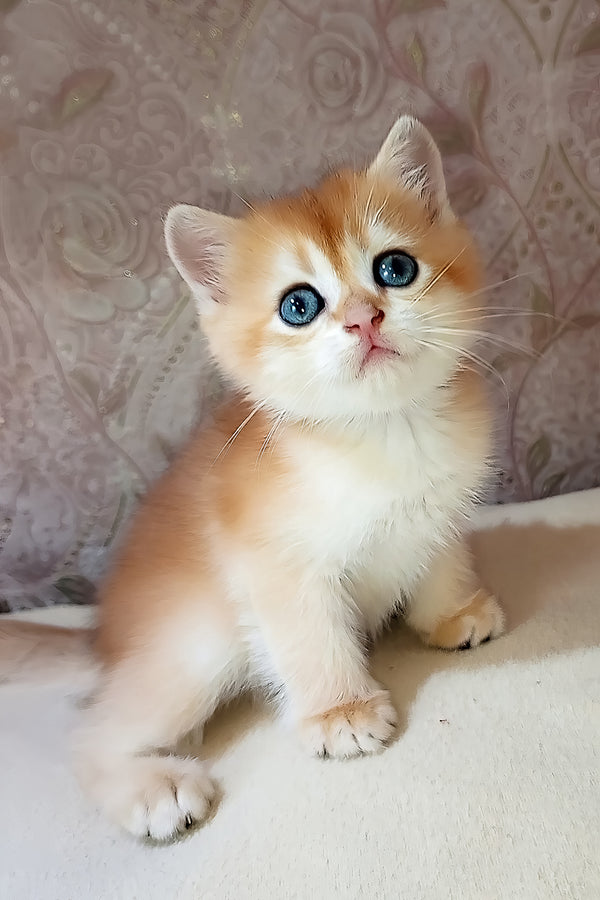 Teddy | Scottish Straight Kitten