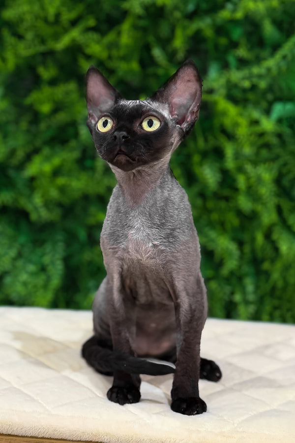 Luna | Devon Rex Kitten
