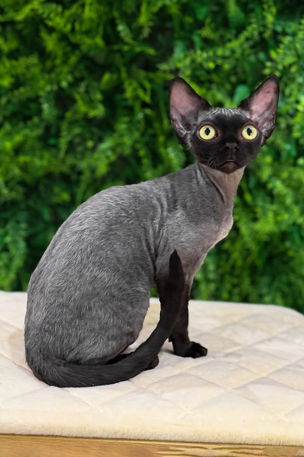 Luna | Devon Rex Kitten