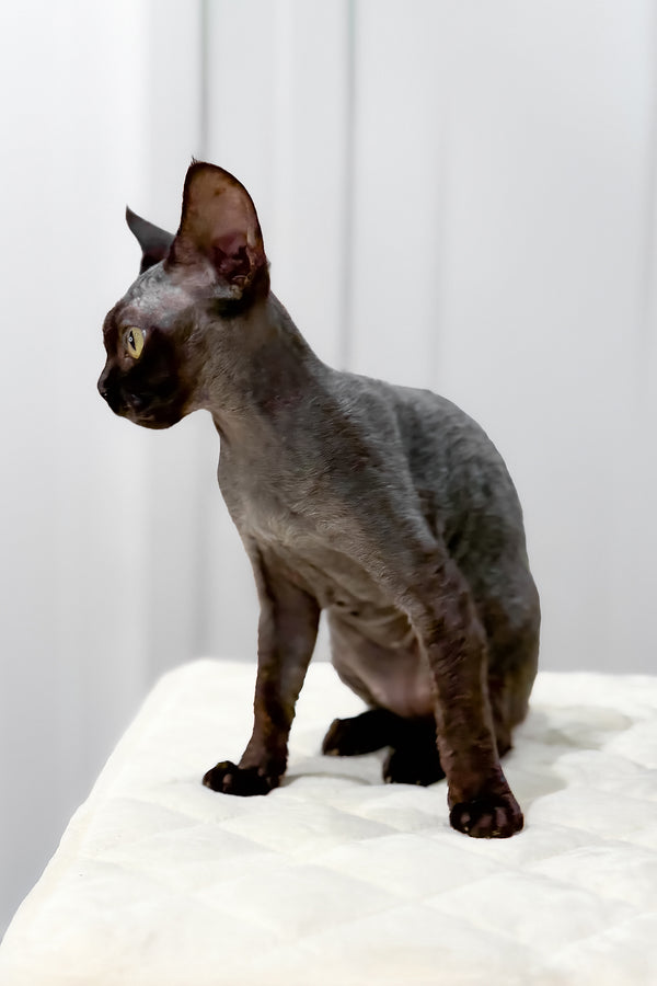 Luna | Devon Rex Kitten