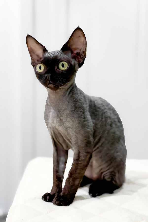 Luna | Devon Rex Kitten
