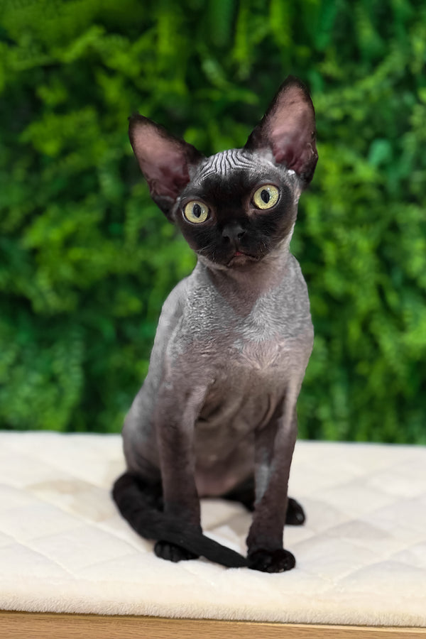 Luna | Devon Rex Kitten