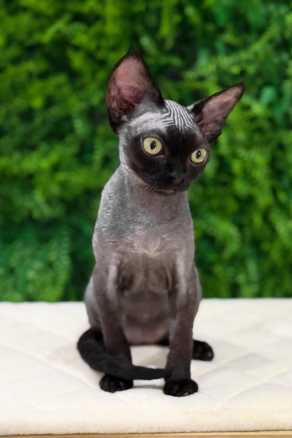 Luna | Devon Rex Kitten