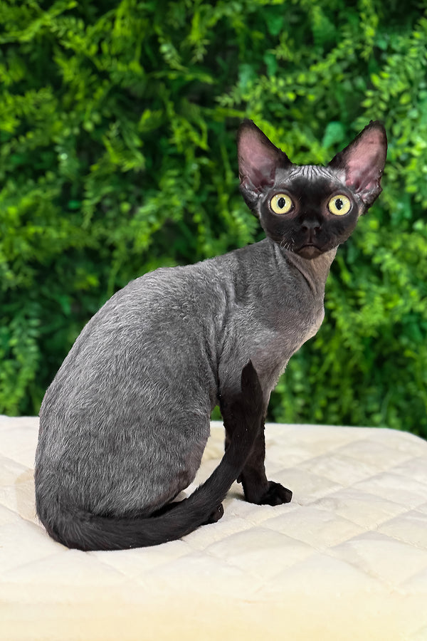 Luna | Devon Rex Kitten