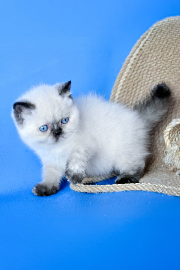 Luna | Exotic Shorthair Kitten
