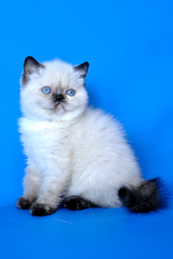 Luna | Exotic Shorthair Kitten