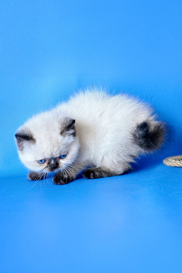 Luna | Exotic Shorthair Kitten