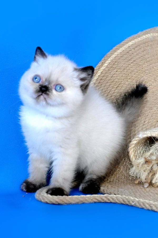 Luna | Exotic Shorthair Kitten