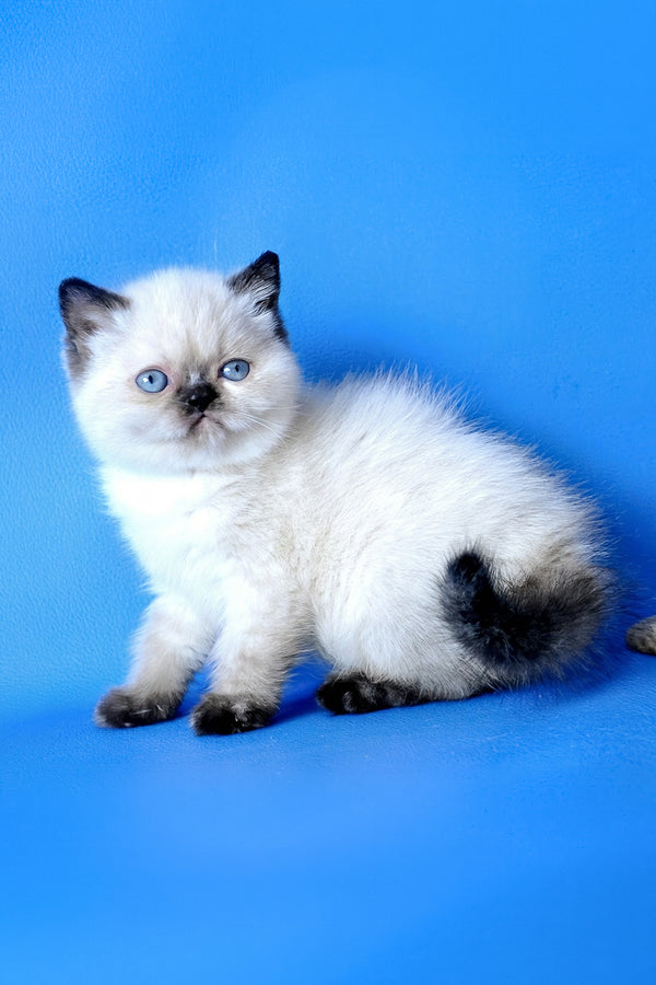Luna | Exotic Shorthair Kitten
