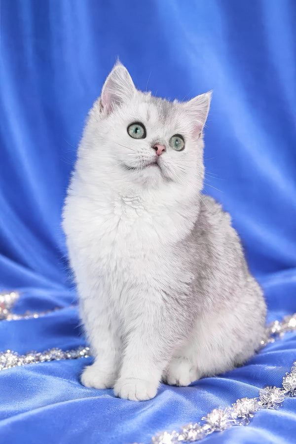 Lusky | Scottish Straight Kitten