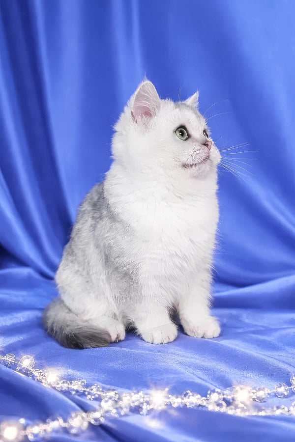 Lusky | Scottish Straight Kitten