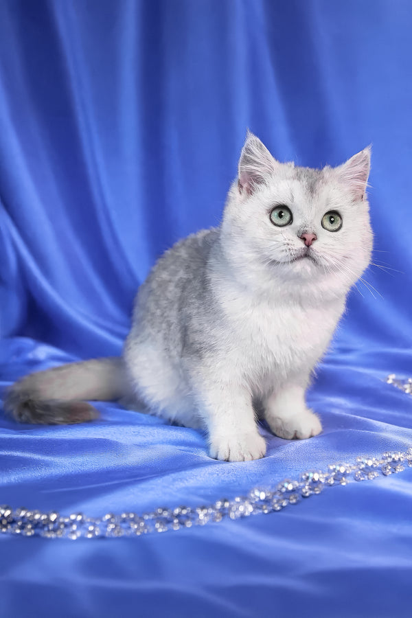 Lusky | Scottish Straight Kitten