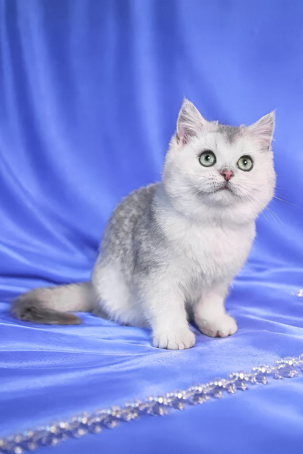 Lusky | Scottish Straight Kitten