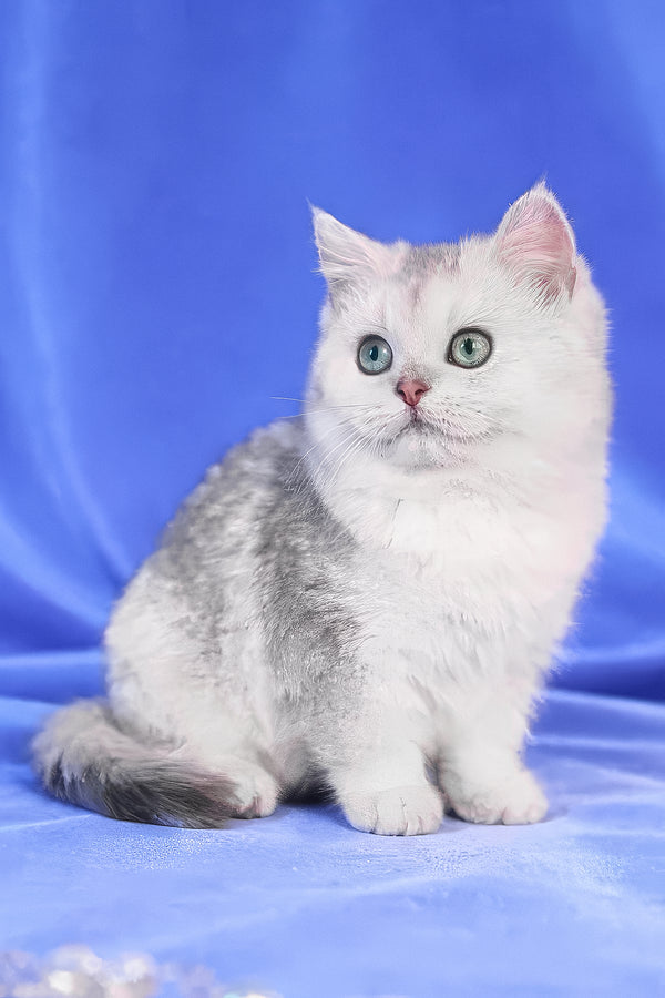 Lusky | Scottish Straight Kitten