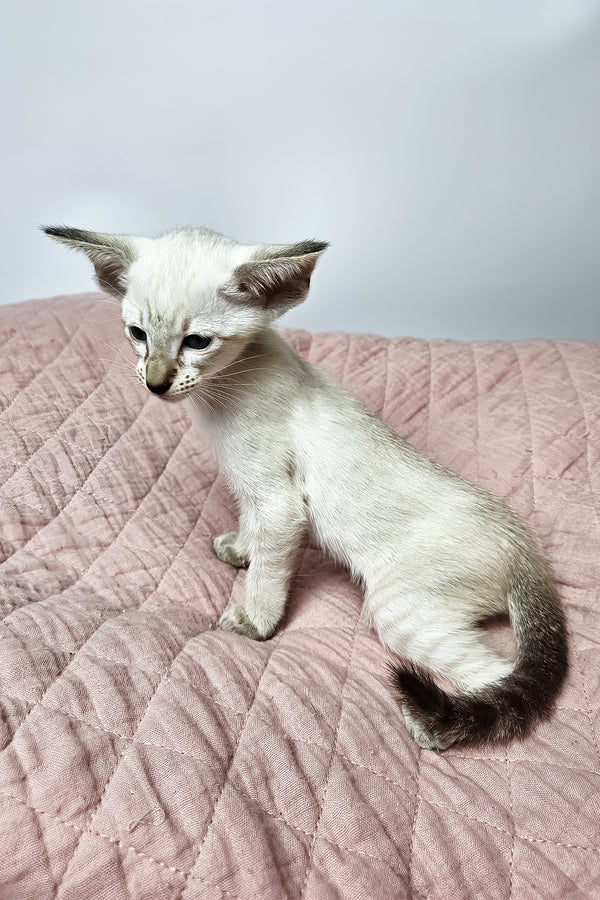 Lynette | Oriental Shorthair Kitten