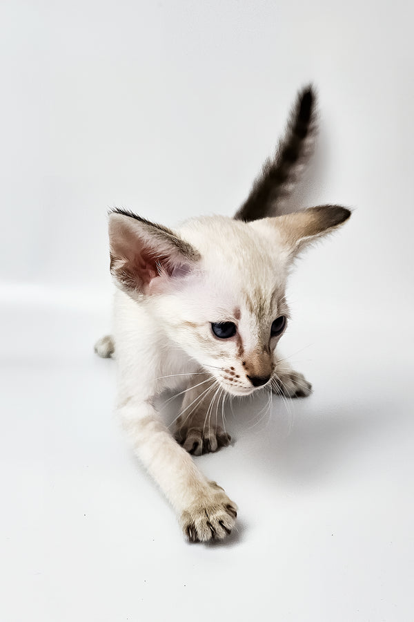 Lynette | Oriental Shorthair Kitten
