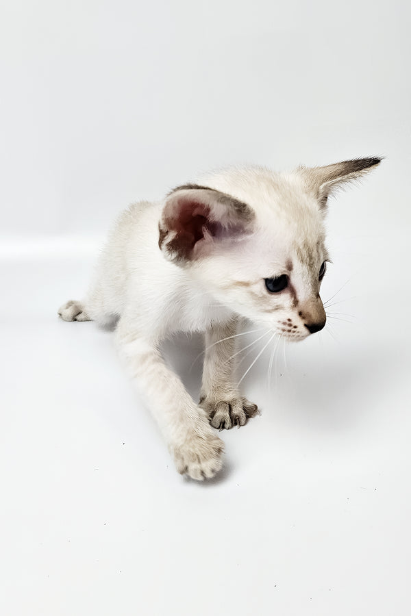 Lynette | Oriental Shorthair Kitten
