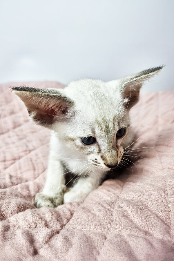 Lynette | Oriental Shorthair Kitten
