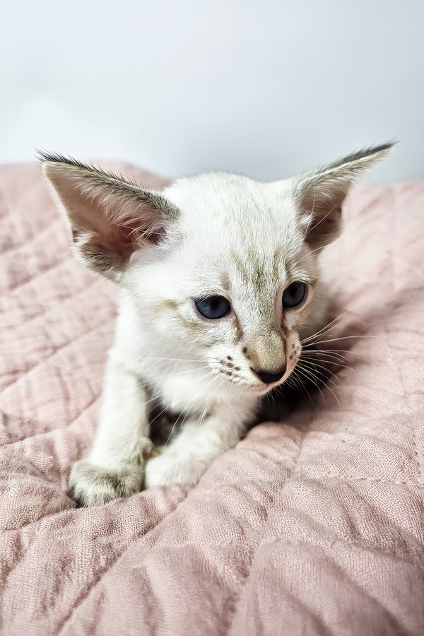 Lynette | Oriental Shorthair Kitten