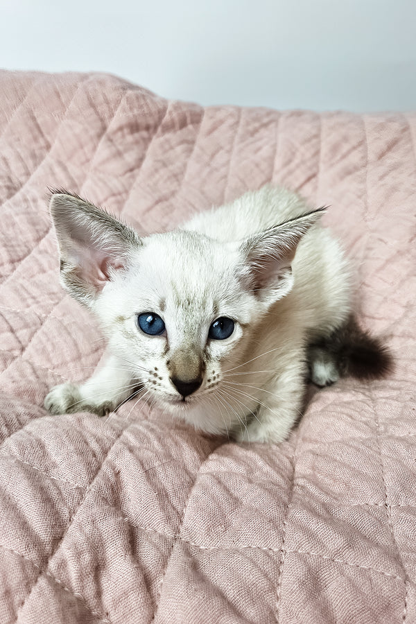 Lynette | Oriental Shorthair Kitten