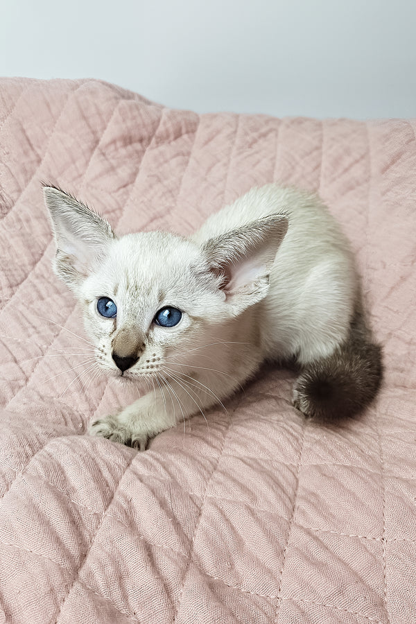 Lynette | Oriental Shorthair Kitten