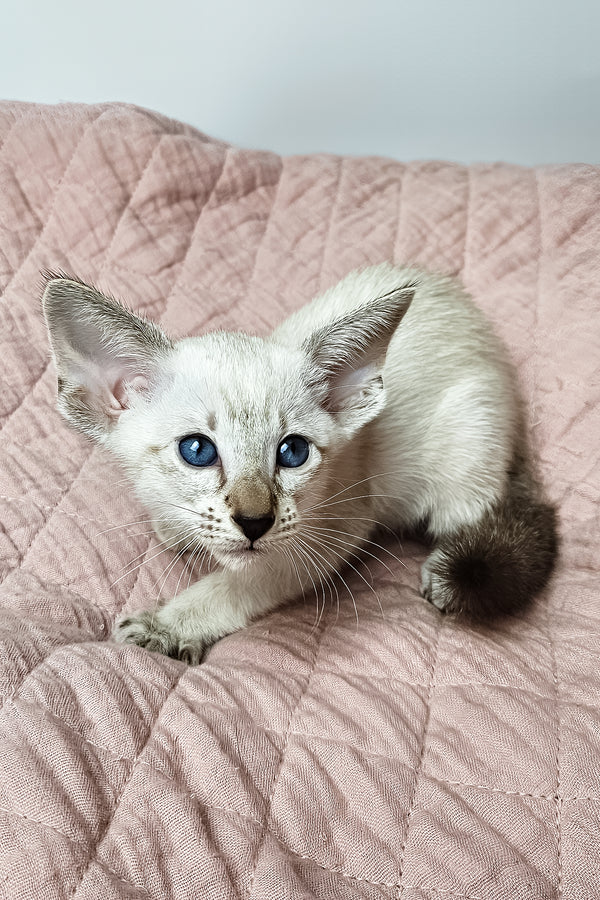 Lynette | Oriental Shorthair Kitten