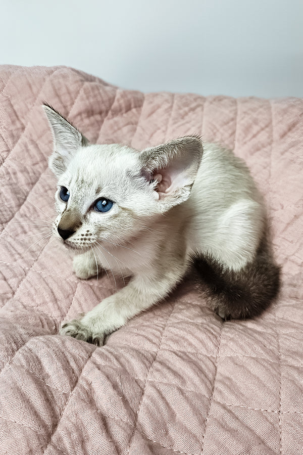 Lynette | Oriental Shorthair Kitten
