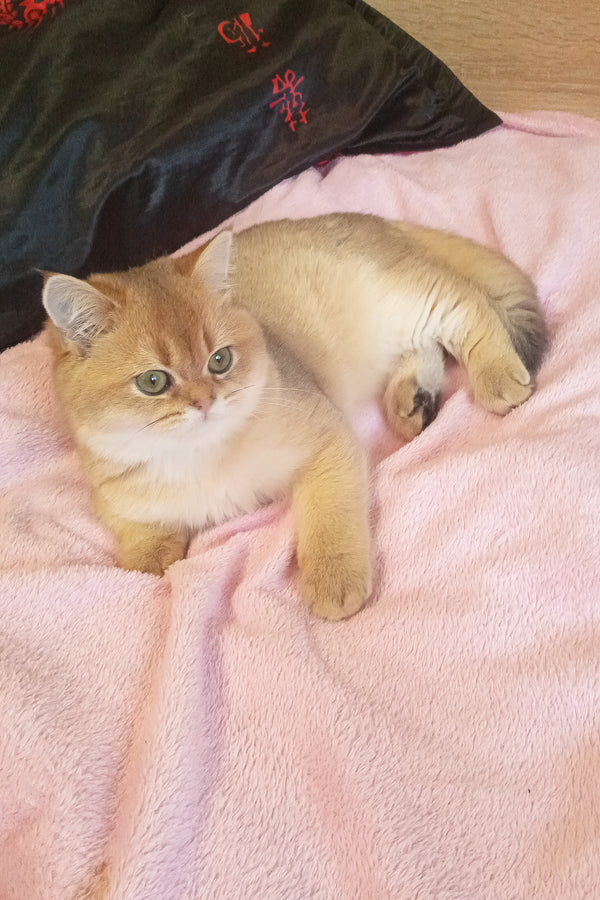 Markus | Scottish Straight Kitten