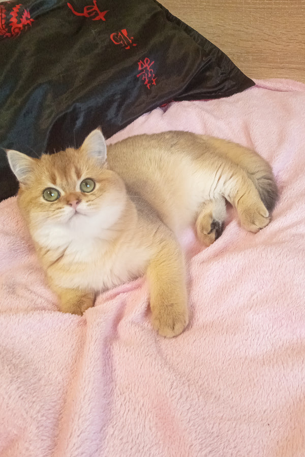 Markus | Scottish Straight Kitten