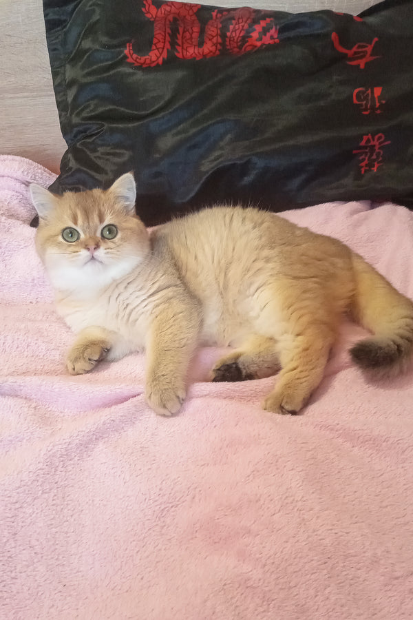 Markus | Scottish Straight Kitten