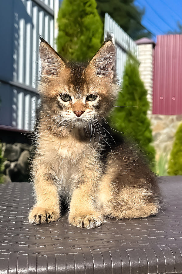 Madison | Golden Maine Coon Kitten
