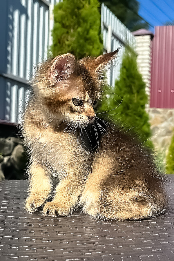 Madison | Golden Maine Coon Kitten