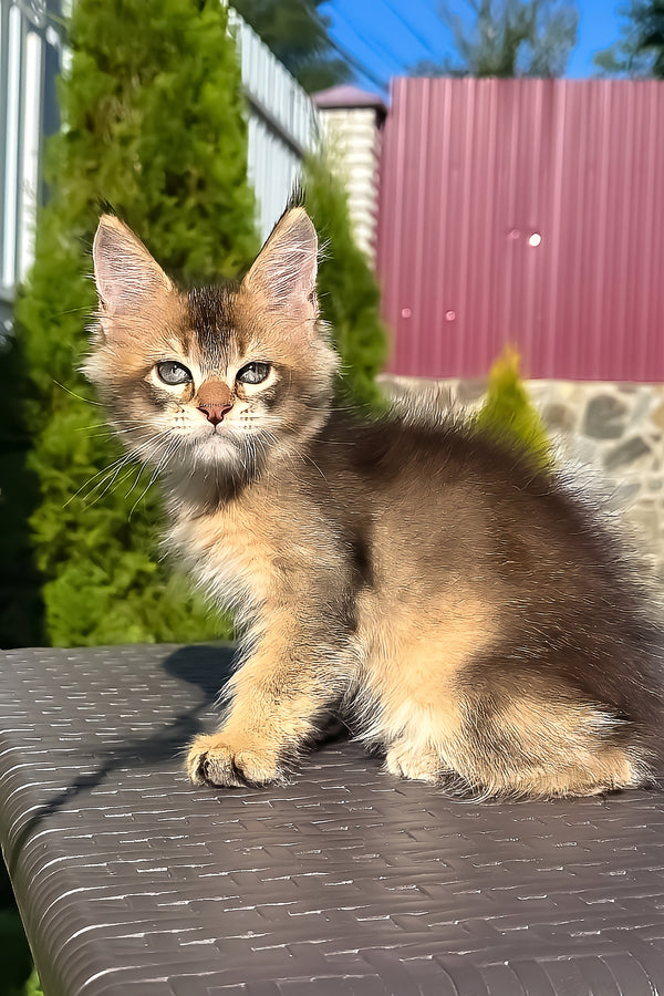 Madison | Golden Maine Coon Kitten