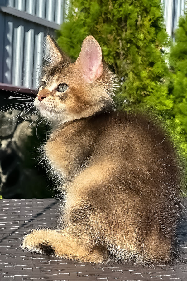 Madison | Golden Maine Coon Kitten